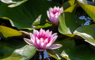 Un nénuphar photographié par Sophie de Roumanie à Savarsin