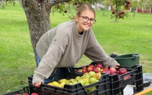 Récolte des pommes pour Estelle de Suède sur l'île d'Oland