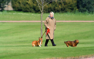 Les plus célèbres de ses chiens, Holly et Willow avaient notamment participé au tournage de la séquence avec James Bond au palais de Buckingham pour la cérémonie d'ouverture des Jeux olympiques de Londres.