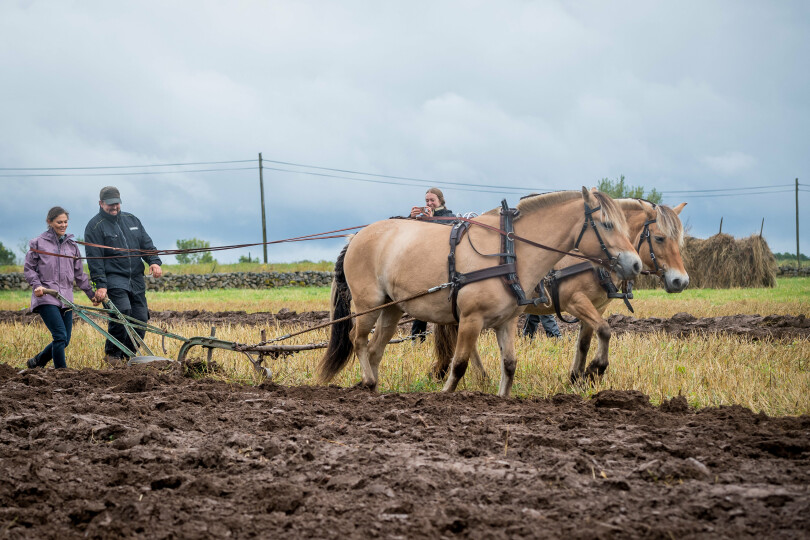 La princesse héritière Victoria de Suède laboure un champ avec un cheval et une charrue à Heljesgarden, en septembre 2017.