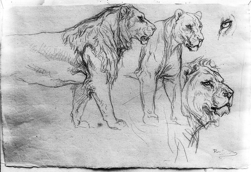Lions dessinés par l'artiste peintre Rosa Bonheur.