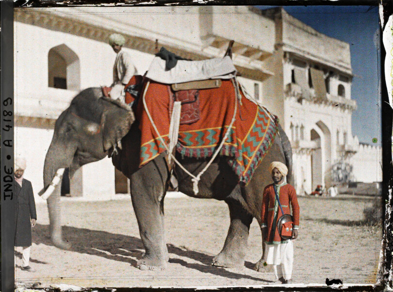 Un éléphant au Rajasthan. Un des autochromes les plus célèbres des Archives de la planète, précieusement conservés au musée départemental Albert-Kahn, à Boulogne-Billancourt.