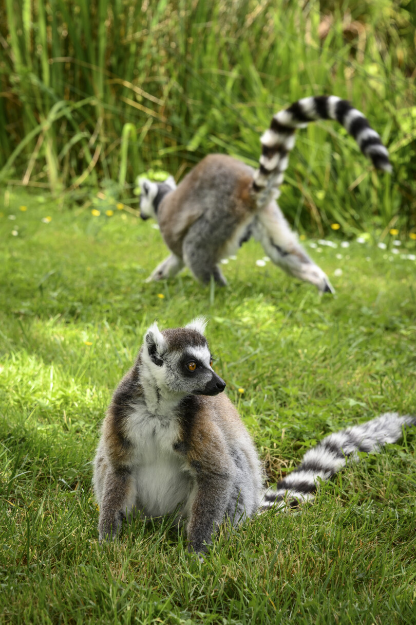 Le zoo de la Bourbansais à Pleugueneuc, en Ille-et-Vilaine.