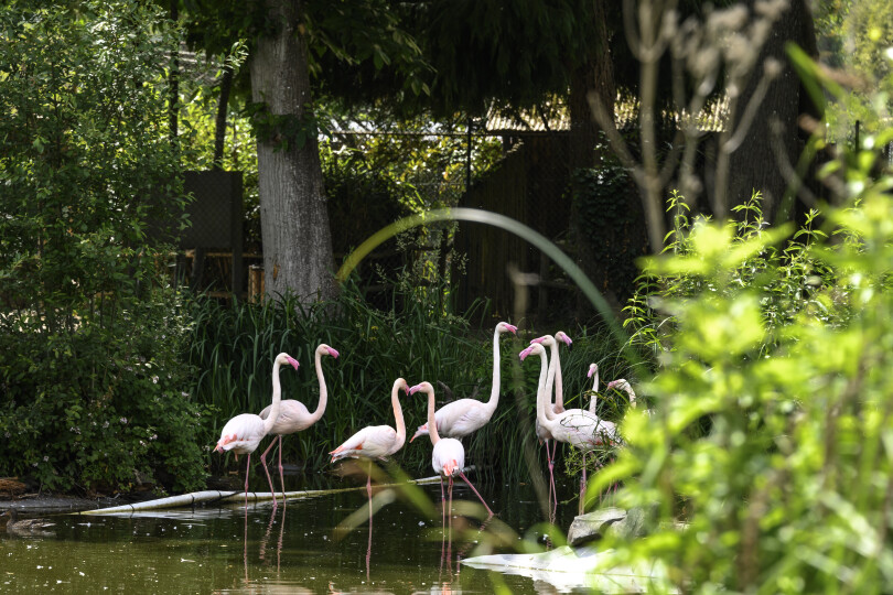 Le zoo de la Bourbansais à Pleugueneuc, en Ille-et-Vilaine.