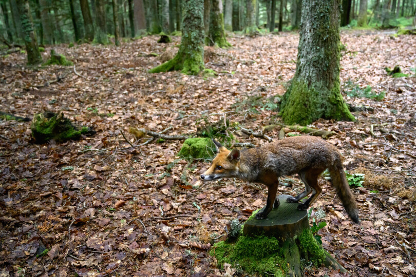 Juché sur une souche, le renard marque un temps d’arrêt avant de reprendre sa course… sans se préoccuper des consignes données par Louise, l’assistante réalisatrice.