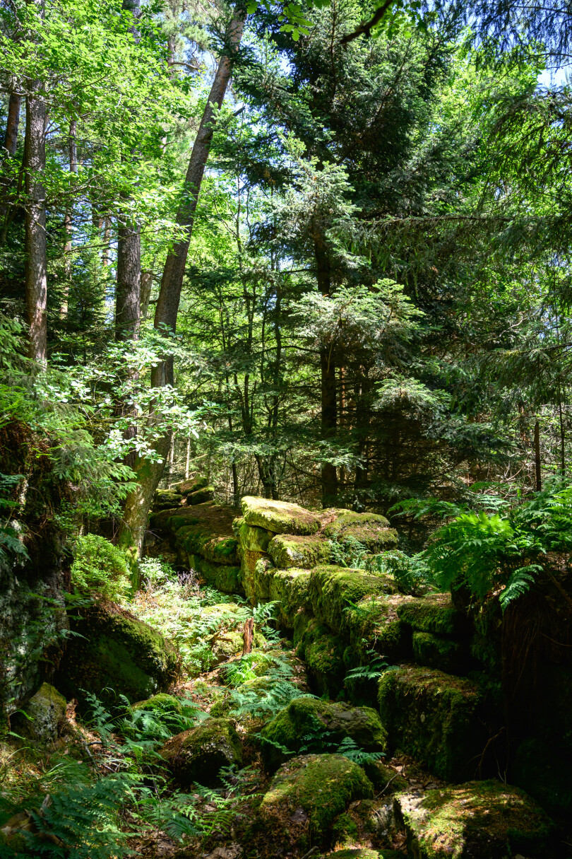 Le « mur païen », construit au VIIe  siècle et toujours debout, en pleine forêt vosgienne.