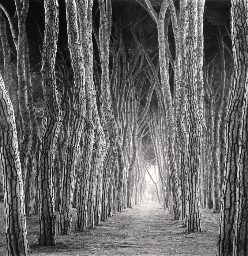 Michael Kenna, Stone Pine Tunnel, Pineto, Abruzzo, Italy. 2016.